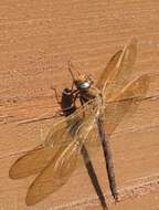 Image of Brown Hawker