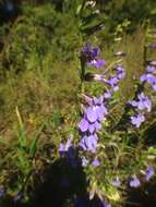 Image of Lobelia apalachicolensis D. D. Spauld., Barger & H. E. Horne