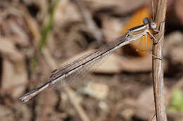 Image of Plateau Spreadwing