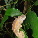 Image of Transvaal Dwarf Chameleon