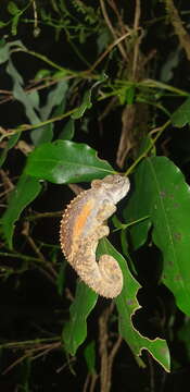 Image of Transvaal Dwarf Chameleon