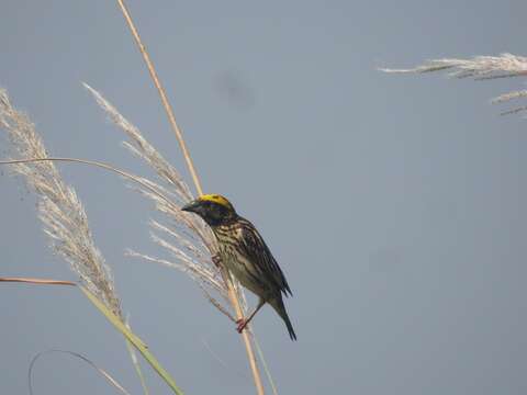 Image of Streaked Weaver