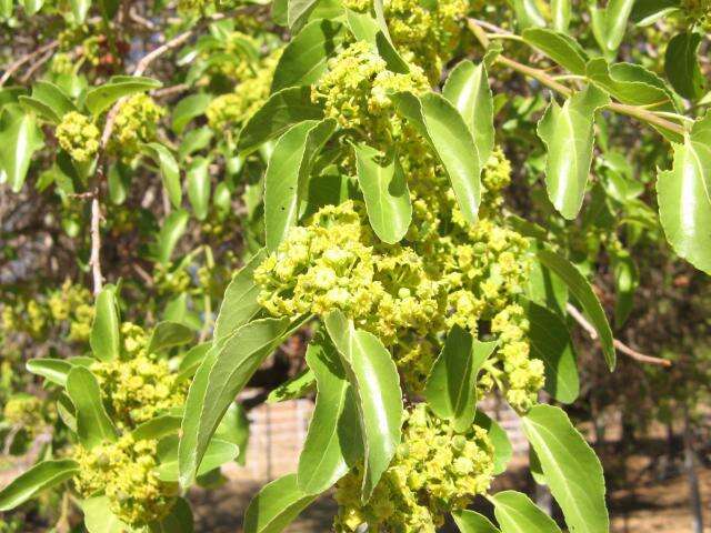 Image of Buffalo-thorn