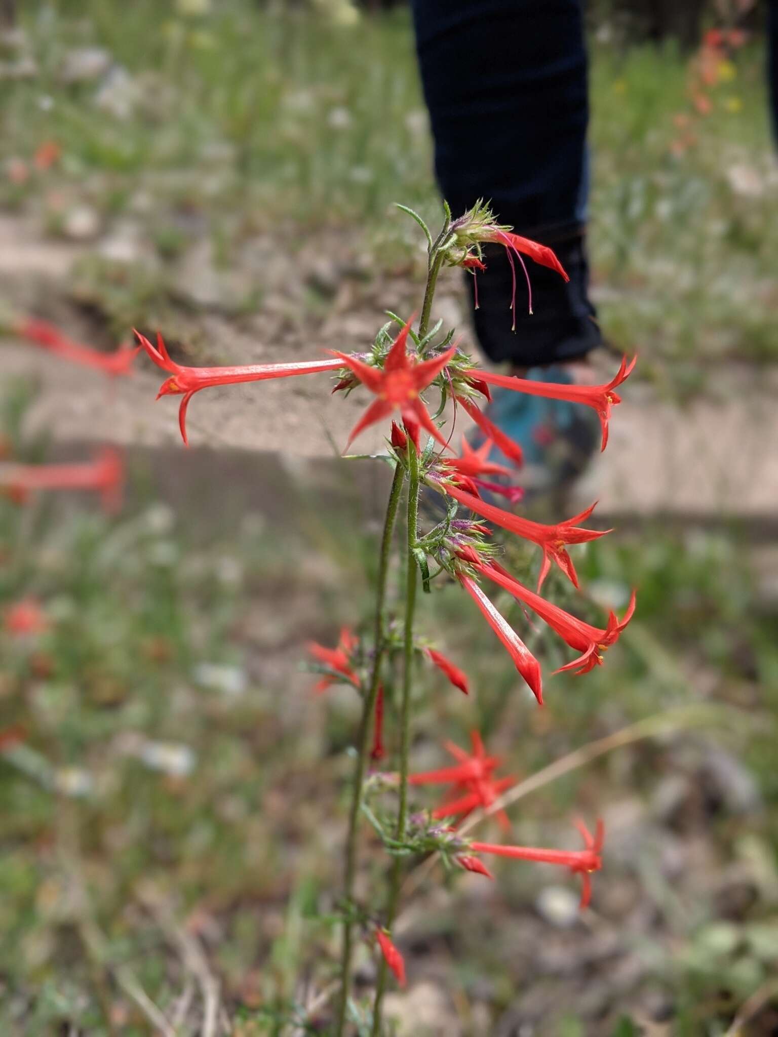 Ipomopsis aggregata subsp. aggregata resmi