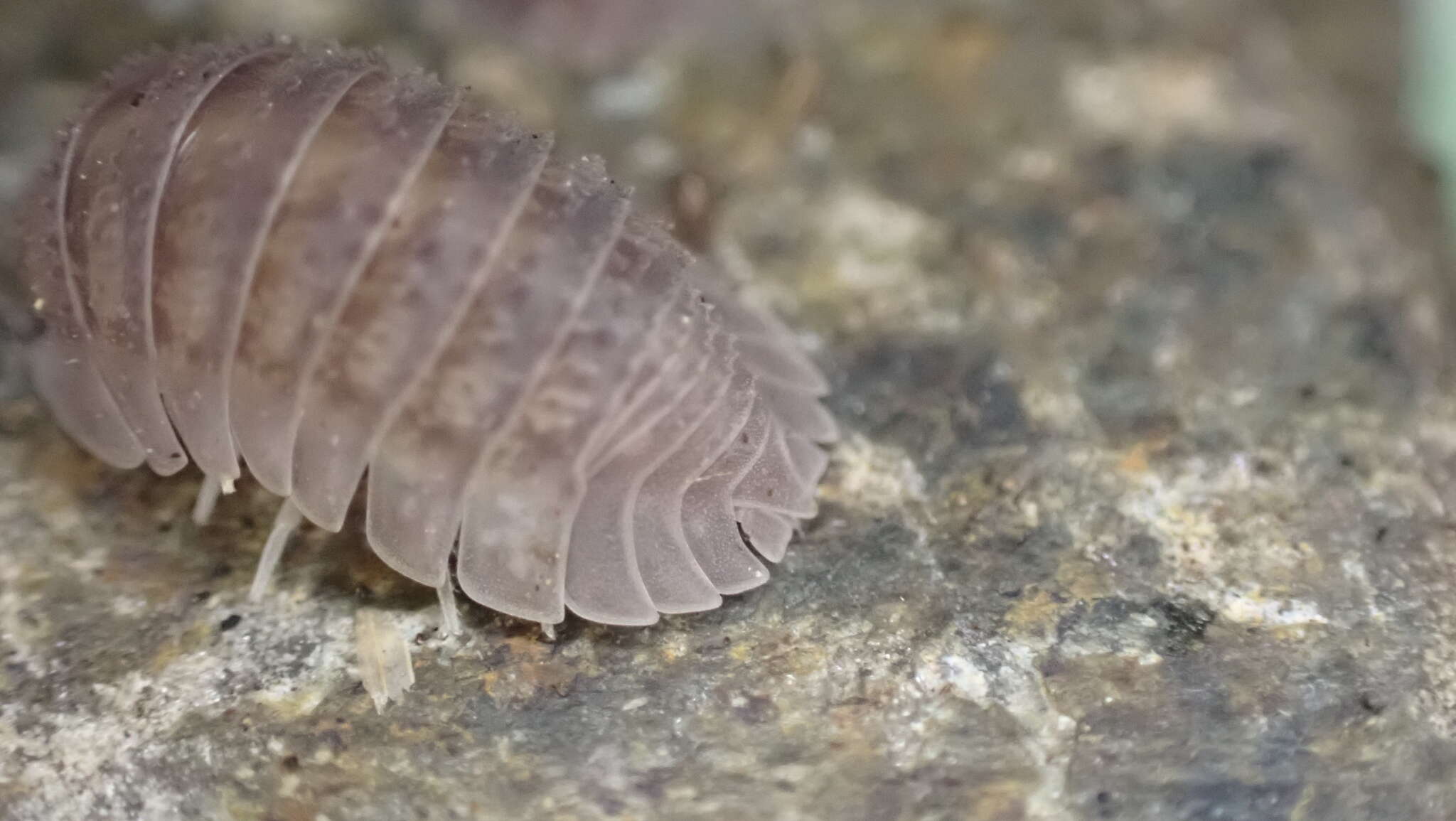 Image of Armadillidium serratum Budde-Lund 1885