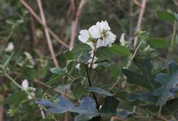 Imagem de Philadelphus microphyllus A. Gray