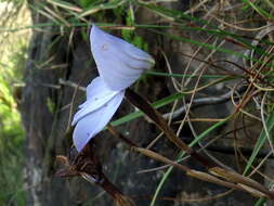 Image of Disa maculata L. fil.