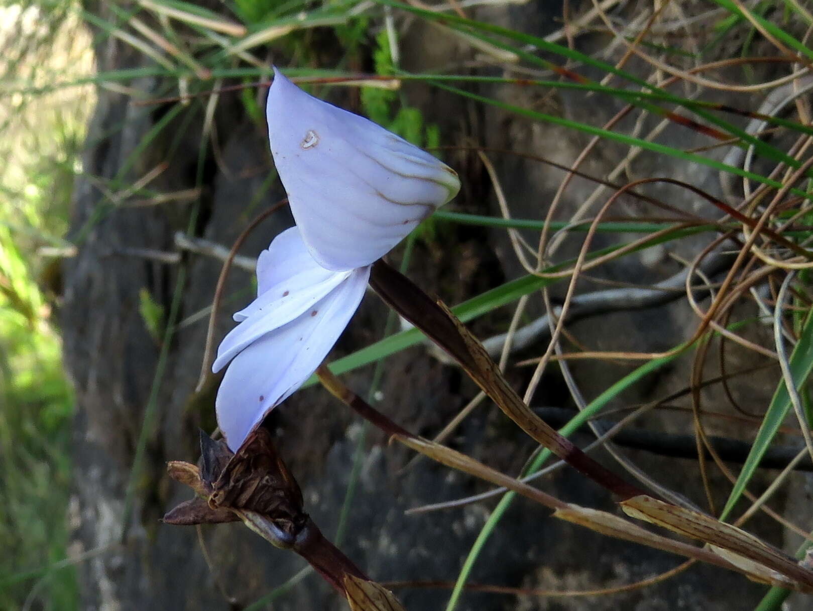 Image de Disa maculata L. fil.