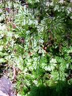 صورة Hymenophyllum peltatum (Poir.) Desv.