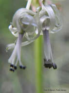 Imagem de Drimia sphaerocephala Baker