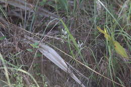 Image of Common rein orchid