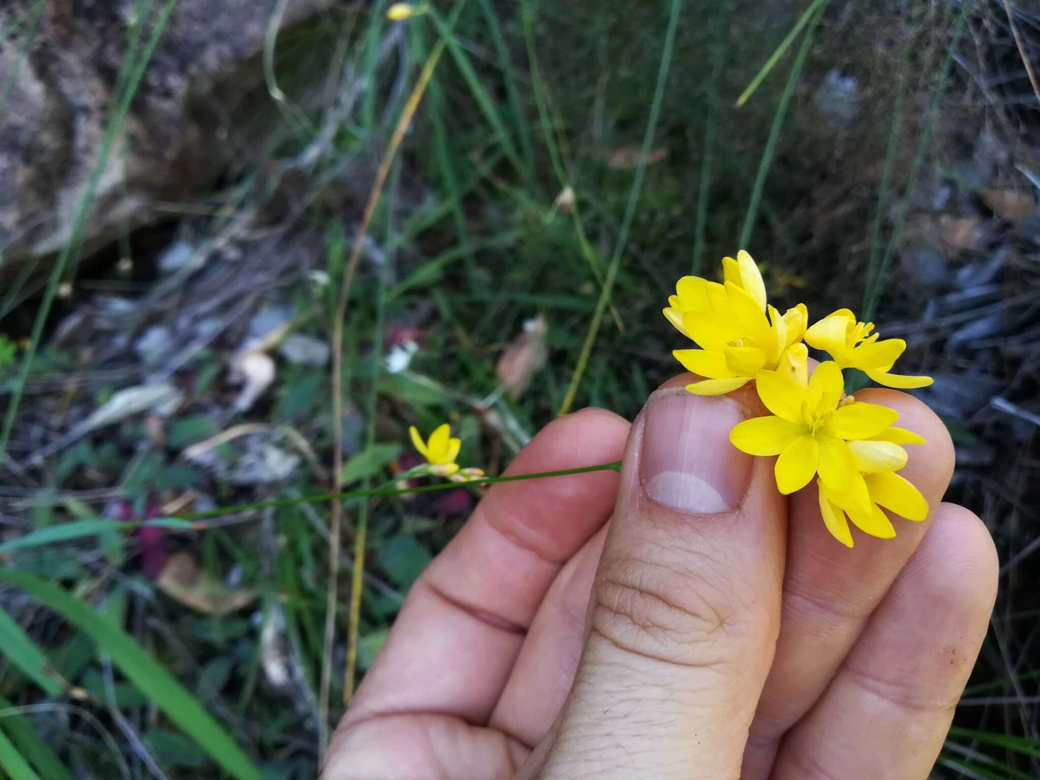 Image of Ixia angelae Goldblatt & J. C. Manning