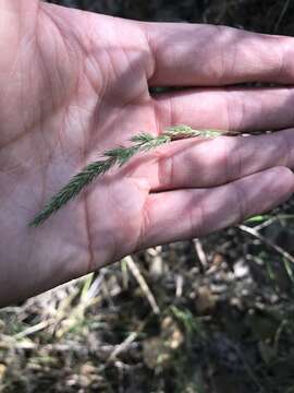 Plancia ëd Muhlenbergia frondosa (Poir.) Fernald