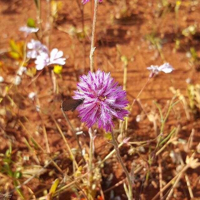 Ptilotus helipteroides (F. Müll.) F. Müll.的圖片