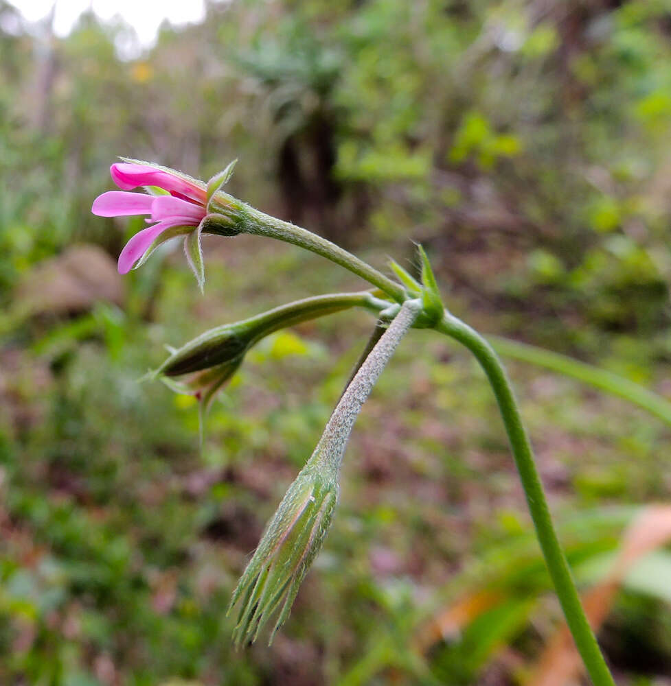 Image of Pelargonium alchemilloides (L.) L'Her. ex Soland.