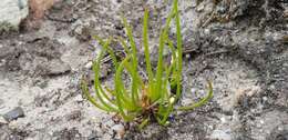 Image of Centella caespitosa Adamson