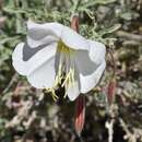 Imagem de Oenothera pallida subsp. pallida