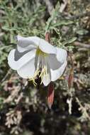 Image of pale evening primrose