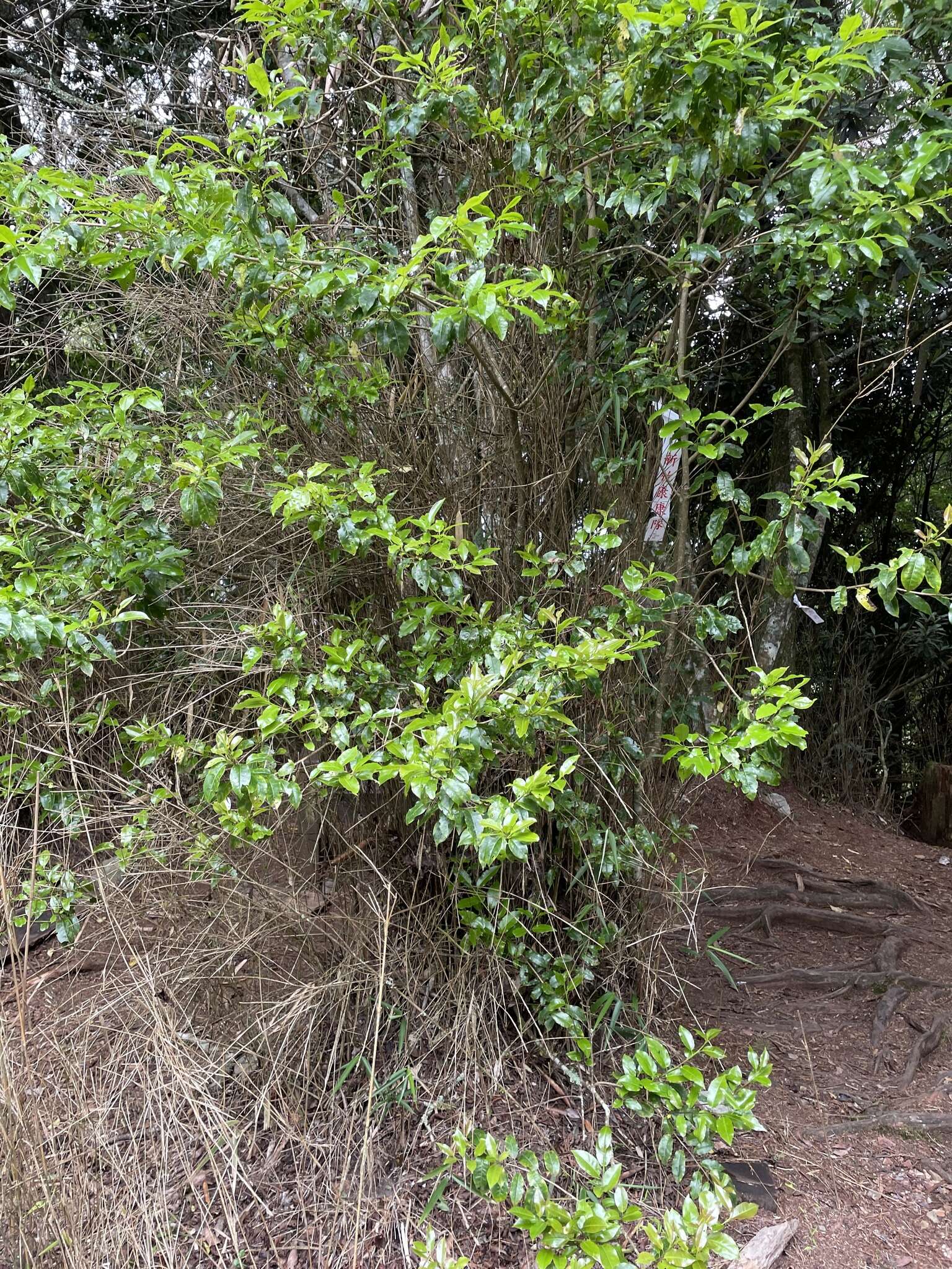 Слика од Ilex pedunculosa Miq.