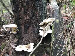 Image of Omphalotus nidiformis (Berk.) O. K. Mill. 1994