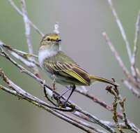 Image of Choco Tyrannulet