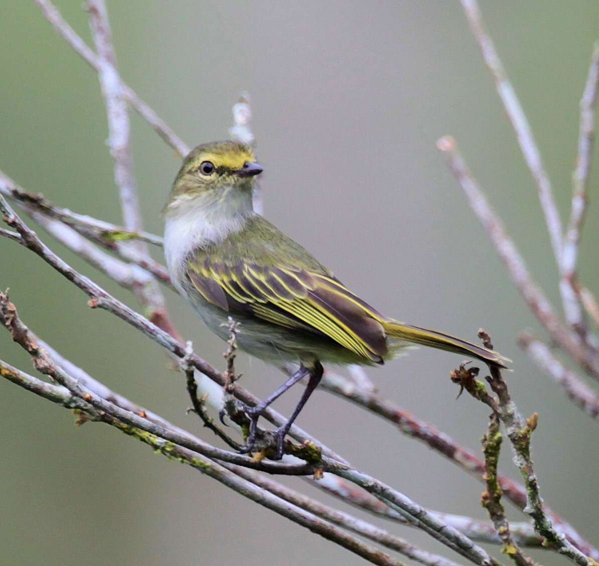 Image of Choco Tyrannulet