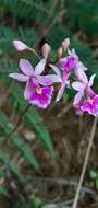 Слика од Epidendrum calanthum Rchb. fil. & Warsz.