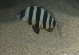 Diplodus hottentotus (Smith 1844) resmi