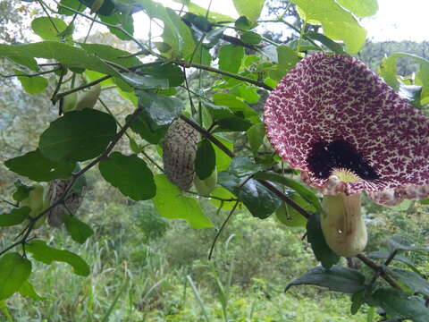 صورة Aristolochia elegans Mast.