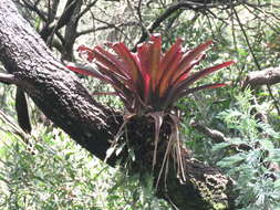 Image of Tillandsia denudata André