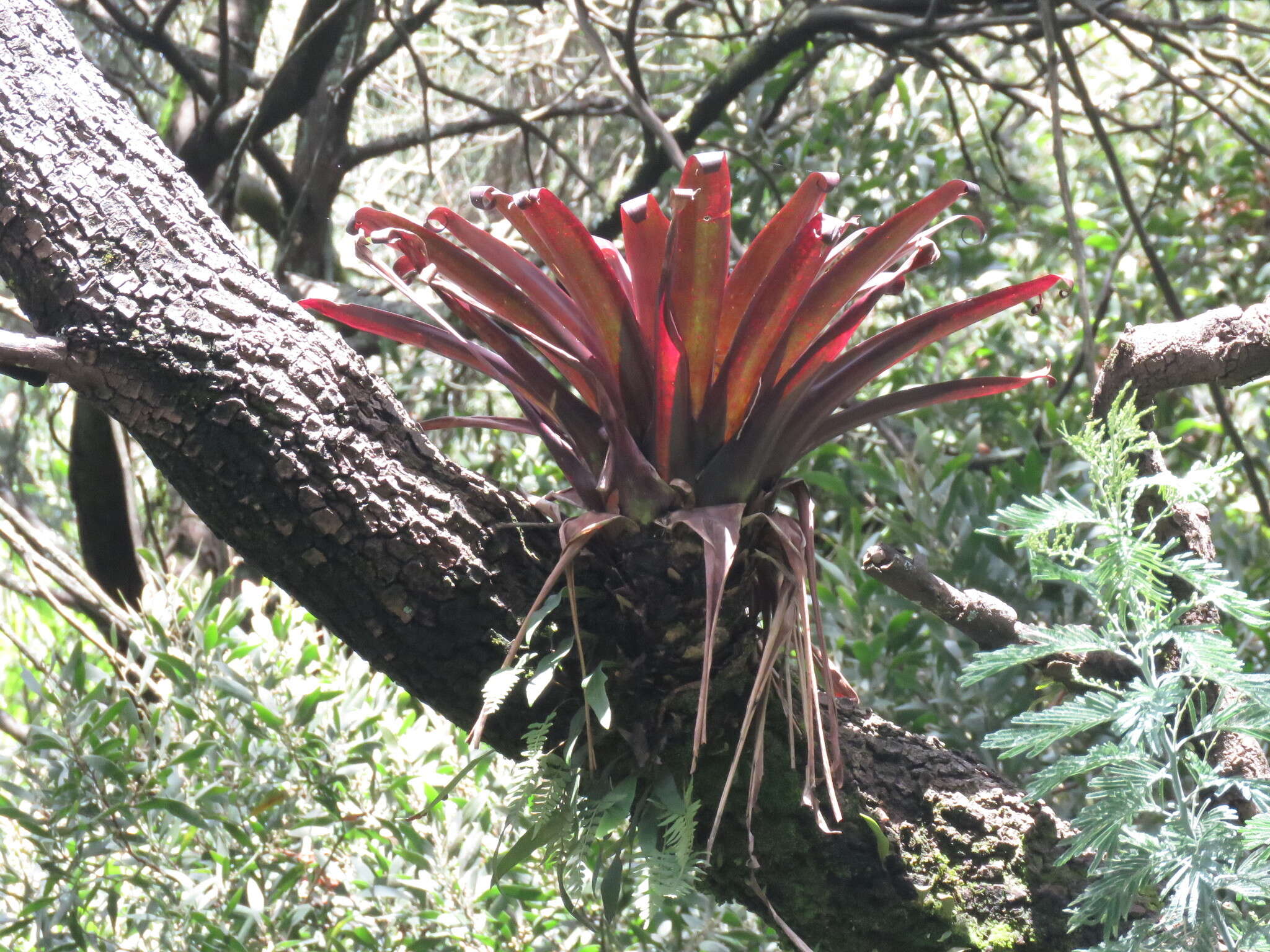 Image of Tillandsia denudata André