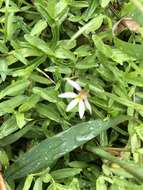 Imagem de Lobelia chinensis Lour.