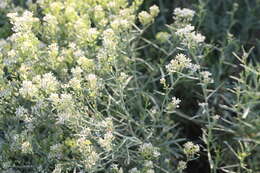 Image de Lepidium fremontii S. Watson