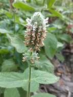 Image de Stachys pycnantha Benth.