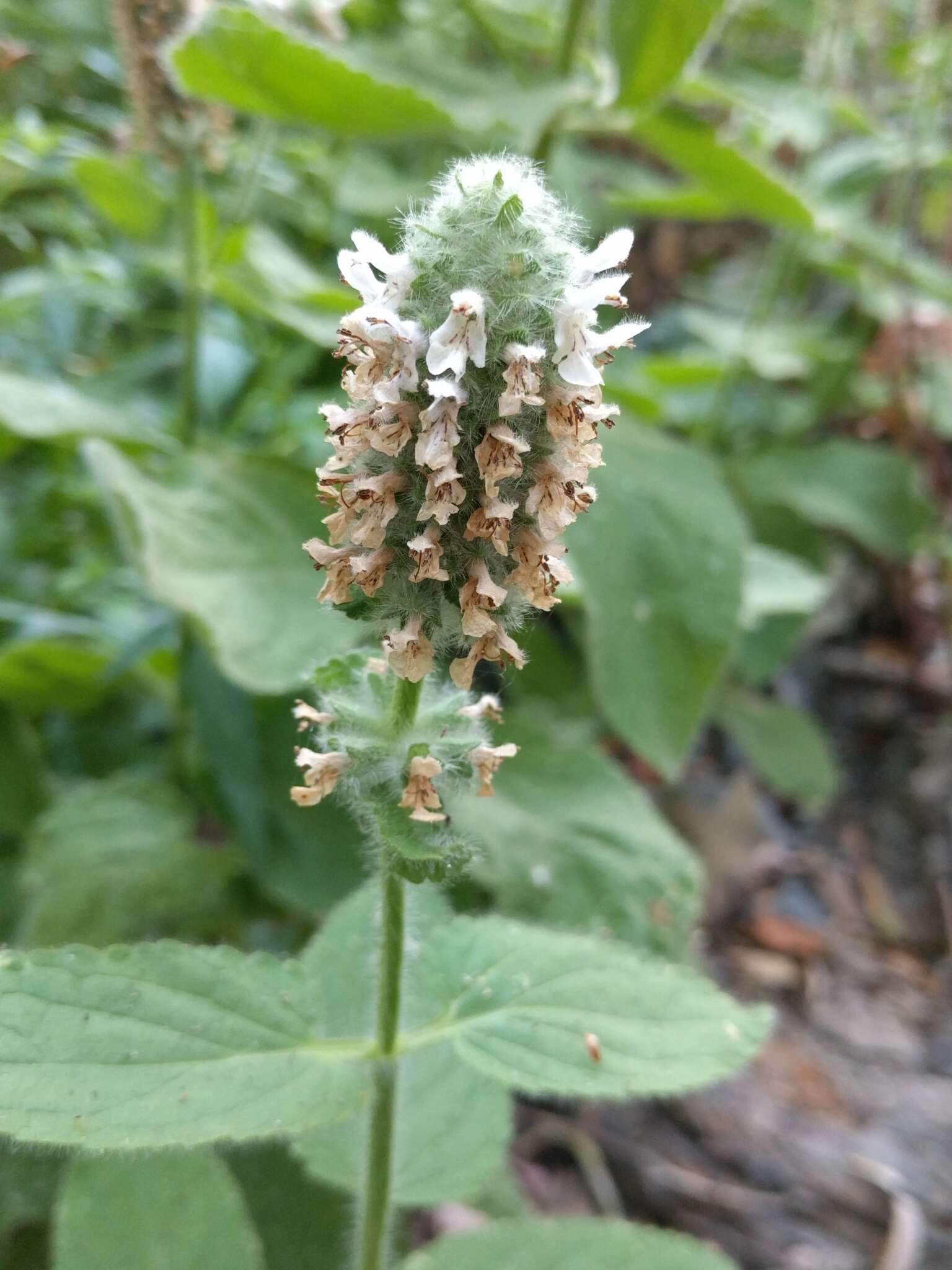 Imagem de Stachys pycnantha Benth.