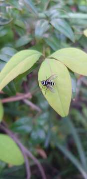 صورة Trigonospila cingulata (Macquart 1851)