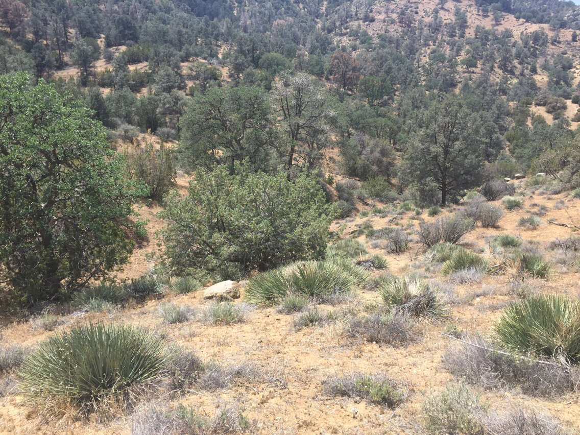 Sivun Juniperus californica Carrière kuva