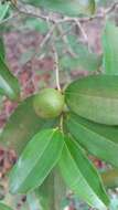 Image of Bathiorhamnus reticulatus (Capuron) Callm., Phillipson & Buerki