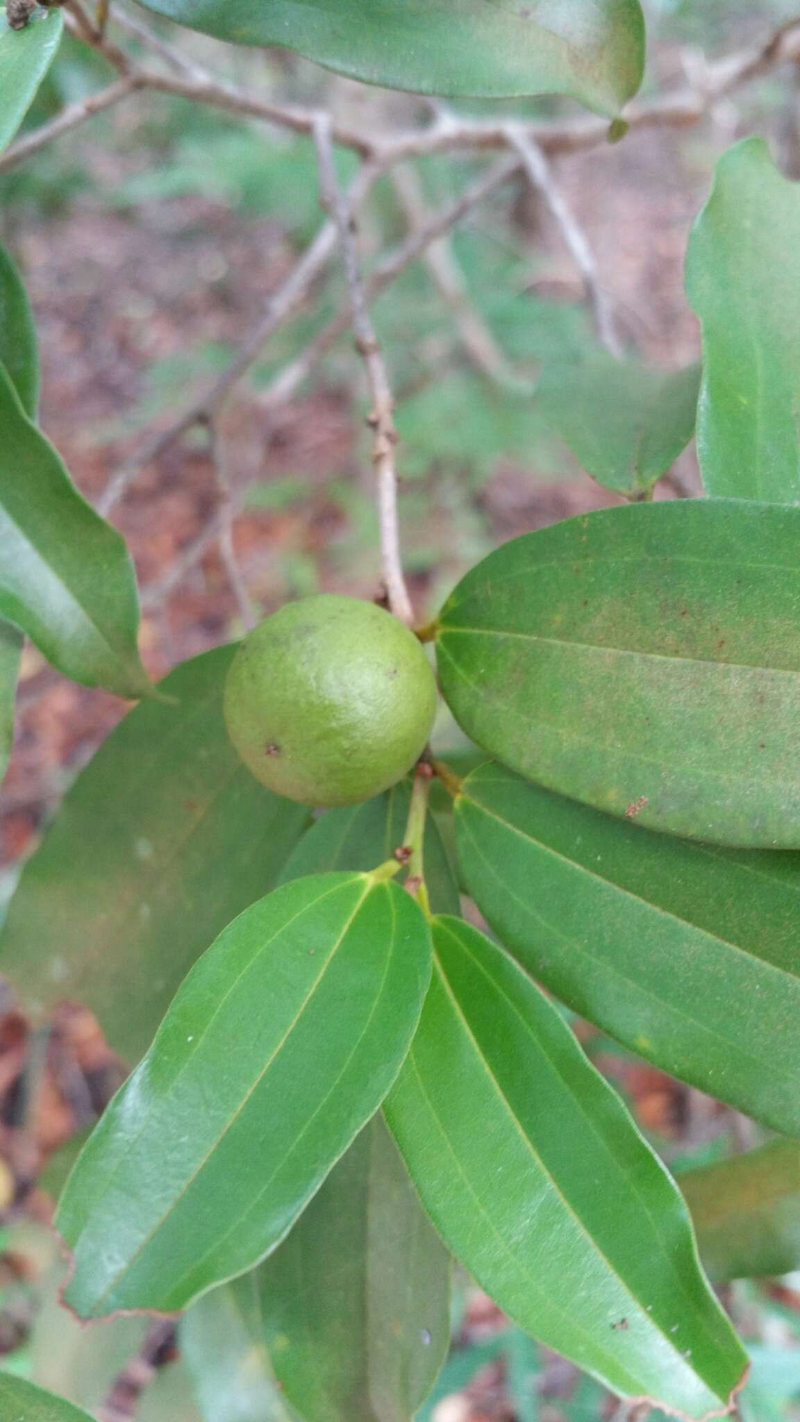 Image of Bathiorhamnus reticulatus (Capuron) Callm., Phillipson & Buerki