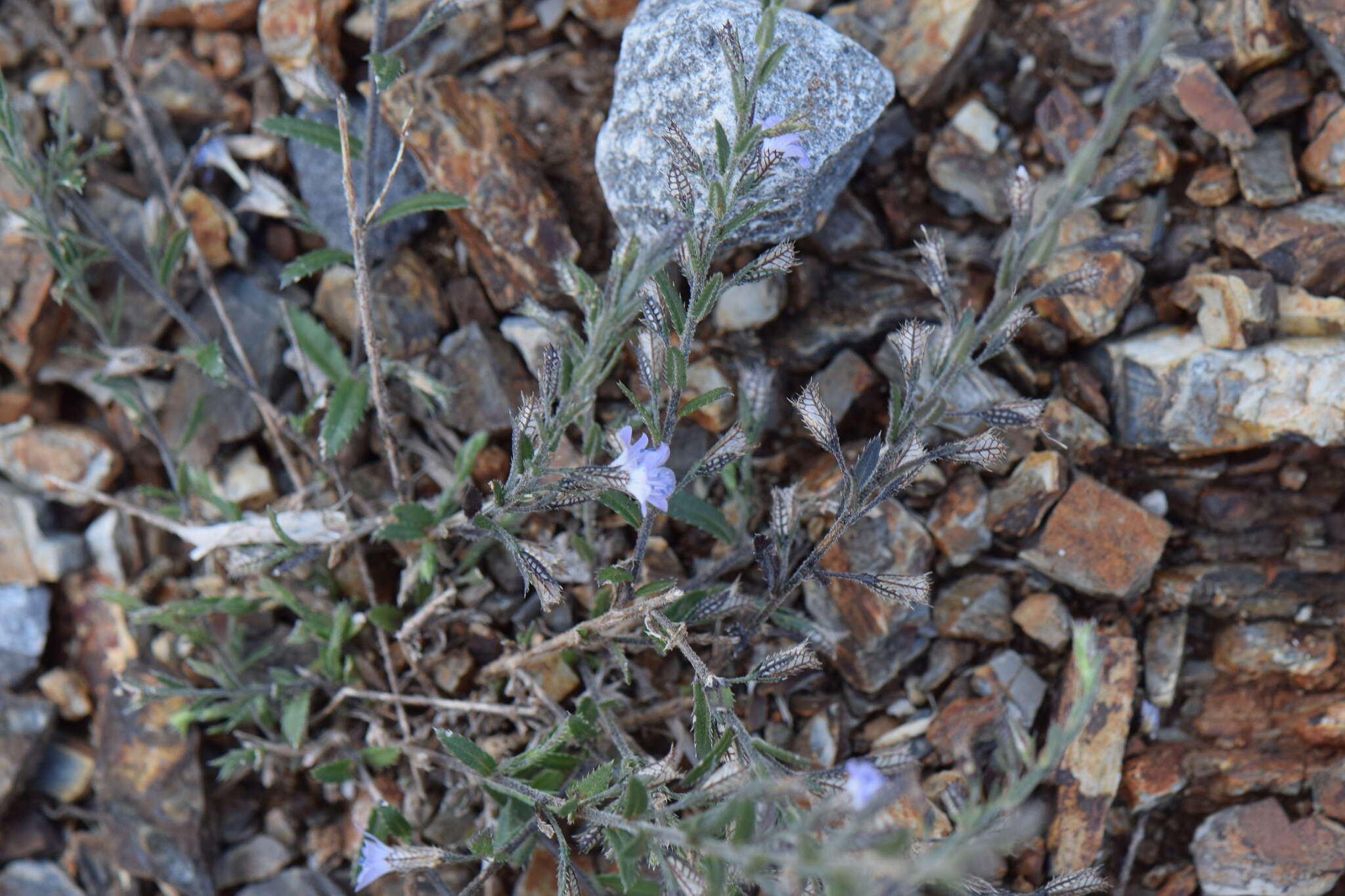 Image of Loeselia coerulea (Cav.) G. Don