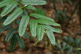 Image of Ripogonum discolor F. Muell.