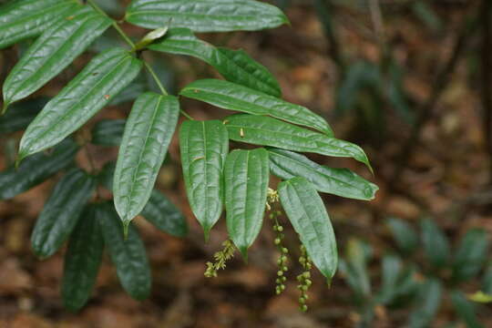 Sivun Ripogonum discolor F. Muell. kuva