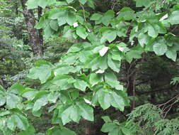 Image of Ear-Leaf Umbrella Tree