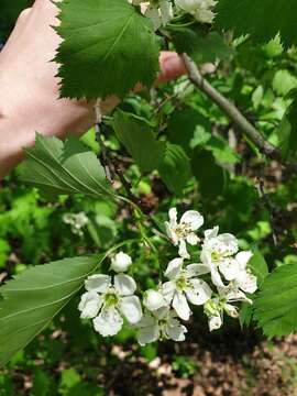 Image of Crataegus flabellata var. flabellata