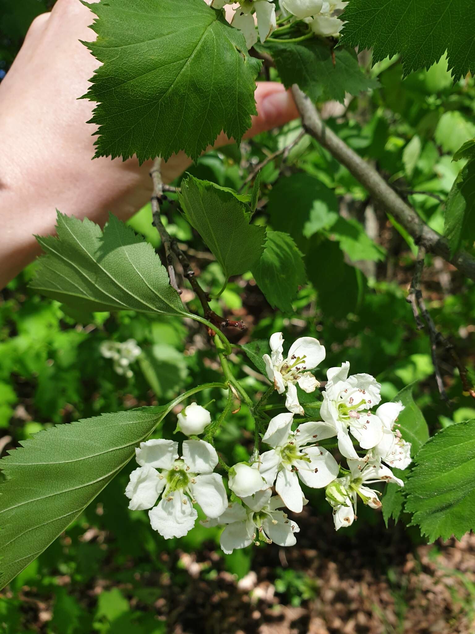 Image of Crataegus flabellata var. flabellata