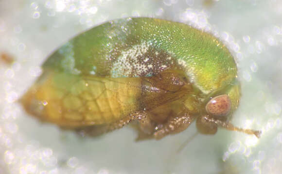 Image of Vanduzea segmentata Fowler