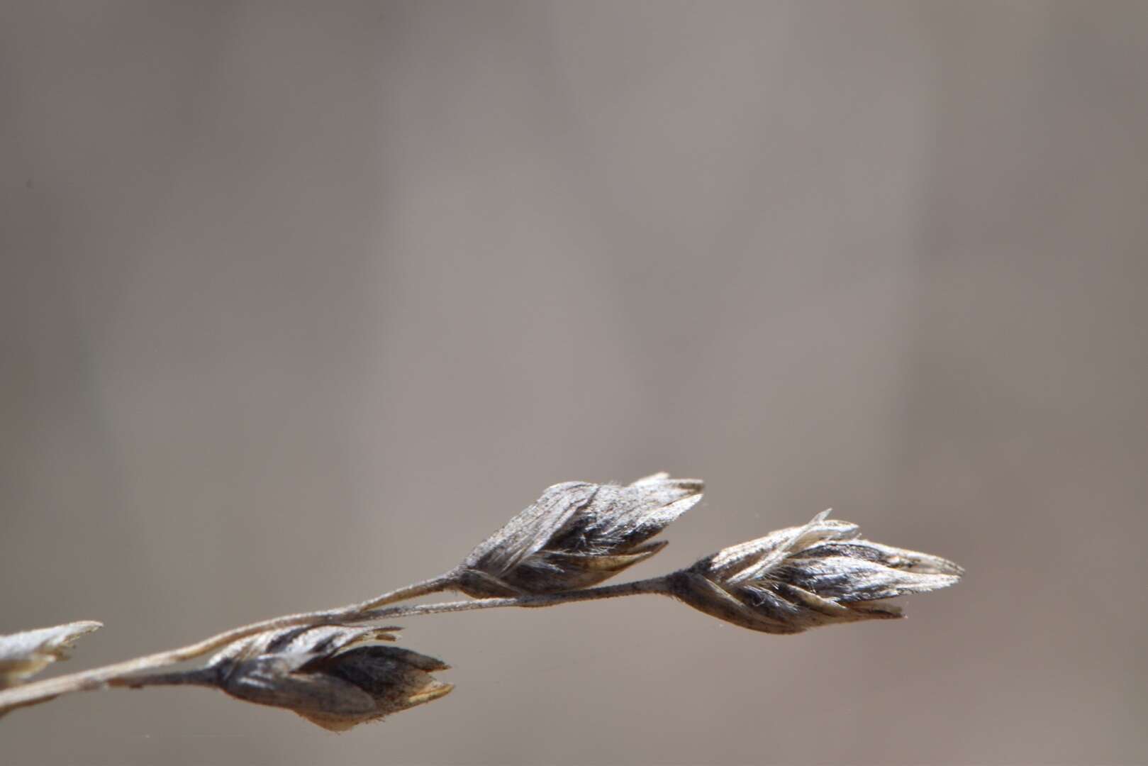 Plancia ëd Vaseyochloa