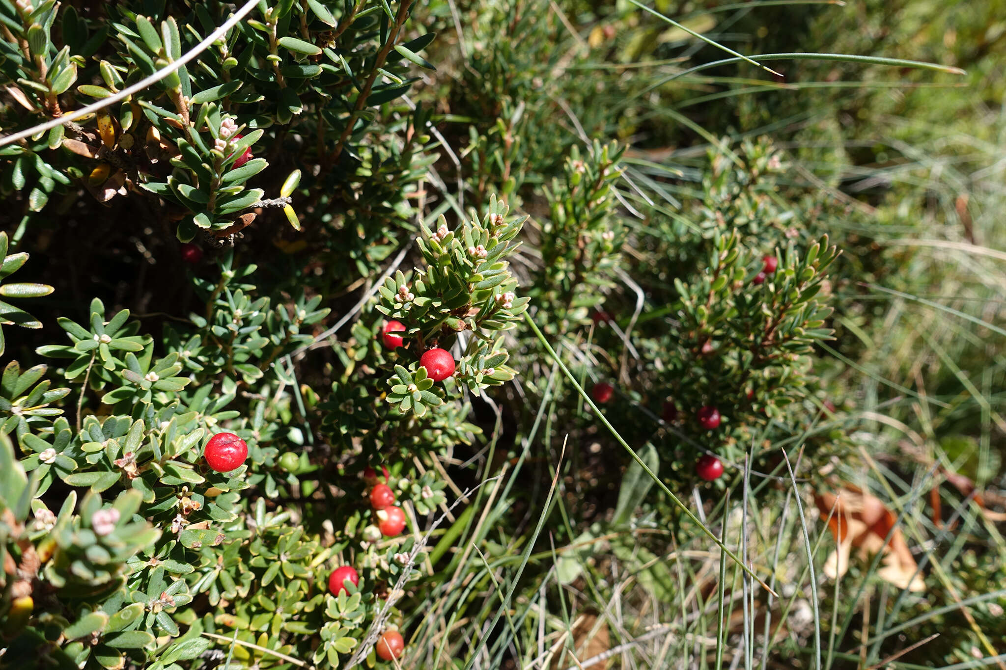 Image of Acrothamnus hookeri (Sond.) Quinn