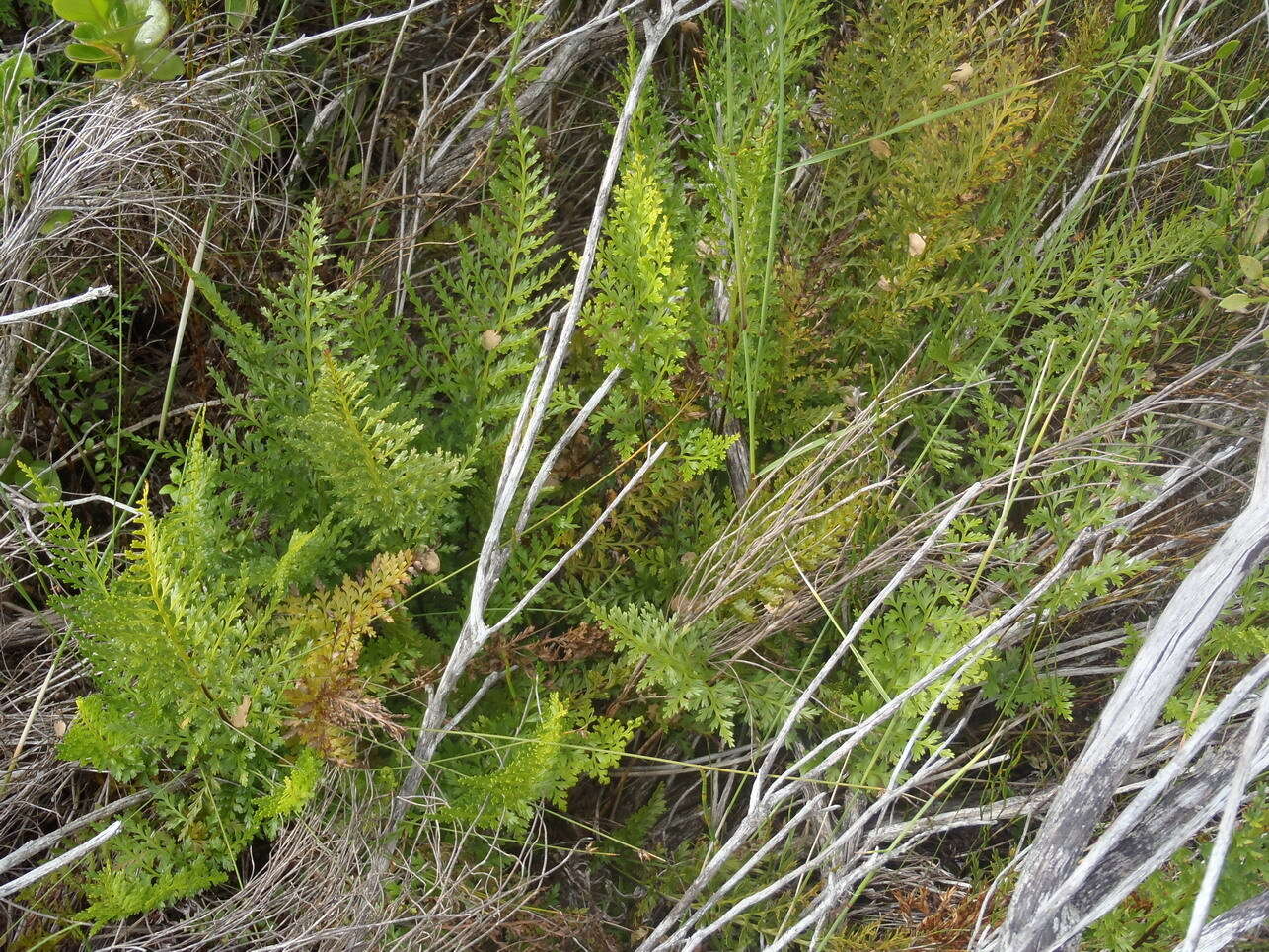 Imagem de Asplenium adiantum-nigrum var. solidum (Kunze) J. P. Roux