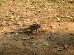 Image of Funambulus subgen. Prasadsciurus Moore & Tate 1965